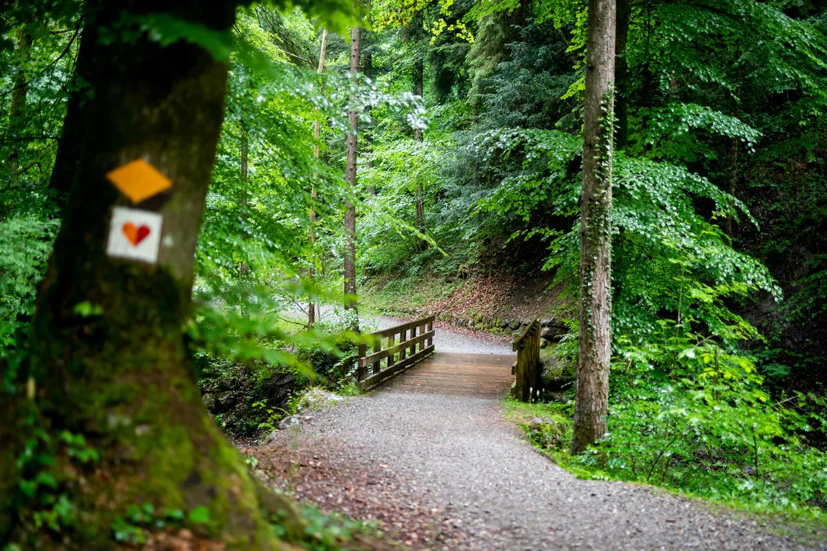 Der Tobelweg beim Wildbachtobel bleibt im Januar für 3 Wochen gesperrt. Eine Brücke auf einem Waldweg.